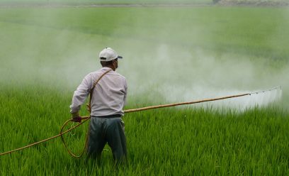 MARKETING AUTHORIZATION OF INSECTICIDES IN INDIA